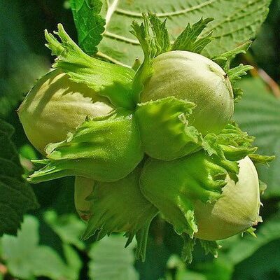 Hazelnut industry in Georgia