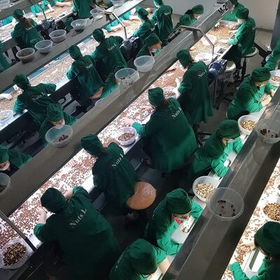 Nuts L - hazelnut processing factory - photo 1