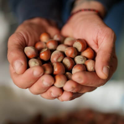 Georgian hazelnuts for export from Nuts L